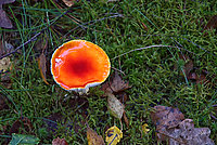 Heide Pilze 2026 (11v16) - Bernhard Saalfeld - Lichtbildkunst